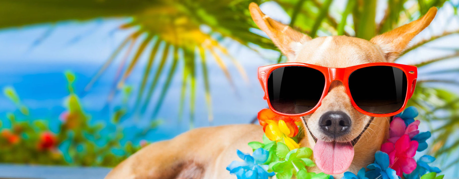 Pet Salon Services VCA Kennel Club Resort & Spa