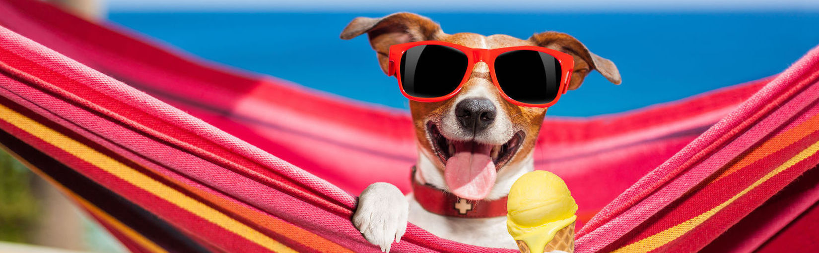 About Us VCA Kennel Club Resort & Spa